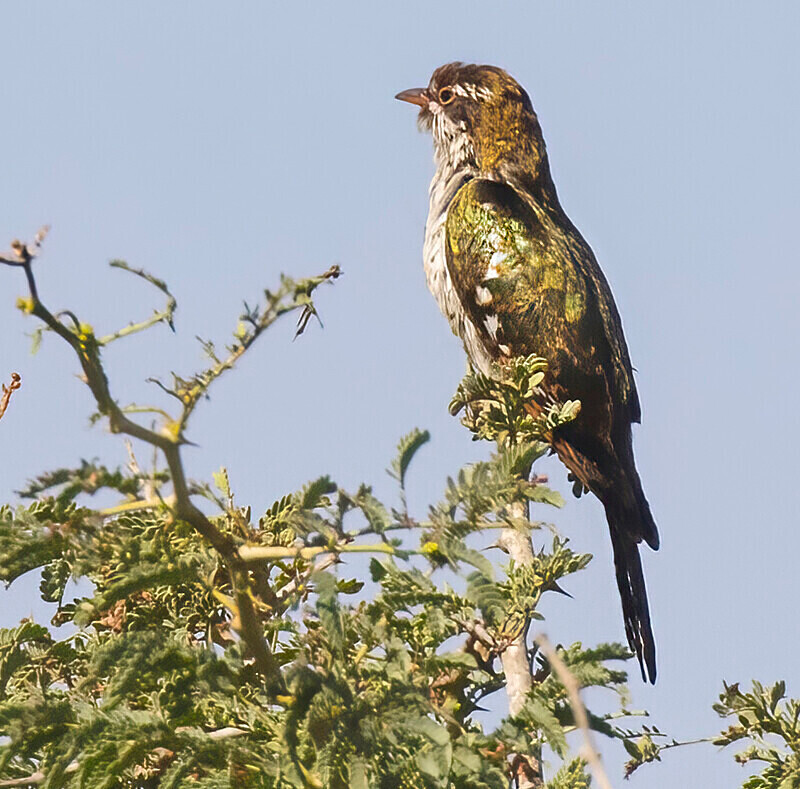 Klass's Cuckoo - The Gambia Nov/Dec 2023
