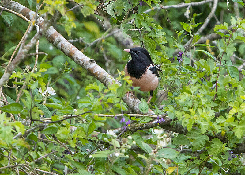 Rose Coloured Starling - Rose Coloured Starling.