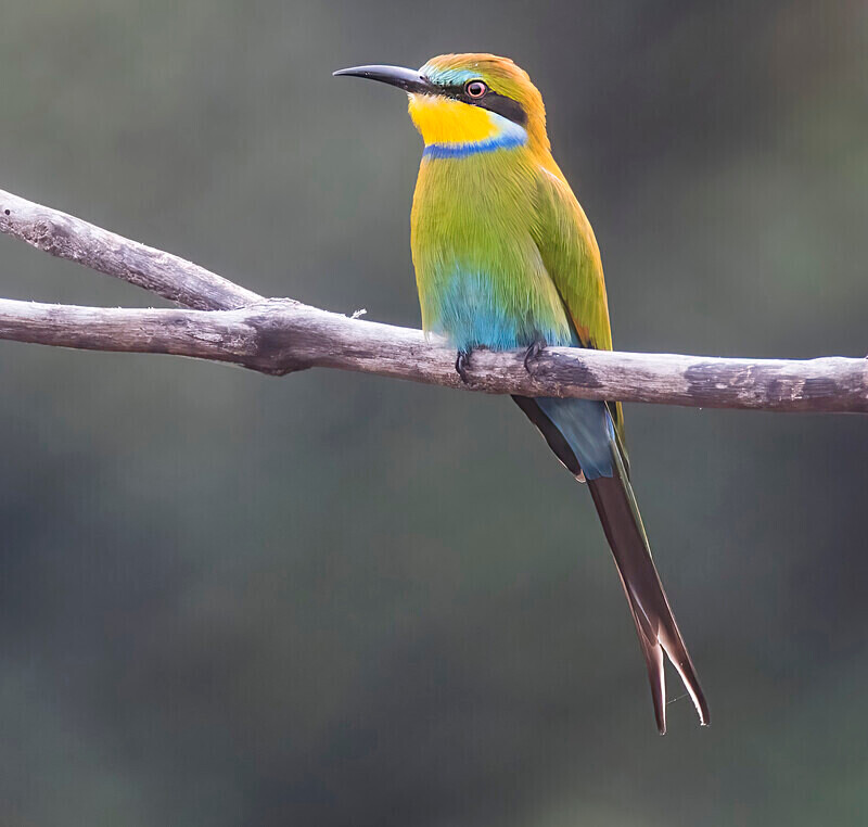 Swallow Tailed Bee Eater - The Gambia Nov/Dec 2023