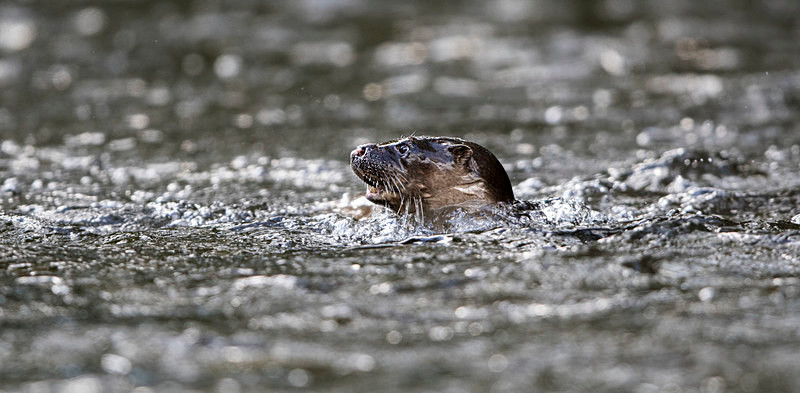 Otter - From around the UK