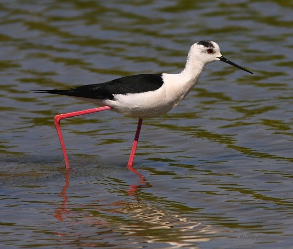 Black Winged Stilt - Lesvos 2011