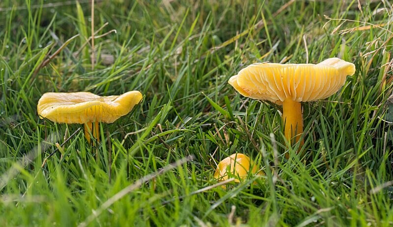 Golden Waxcap - Waxcaps