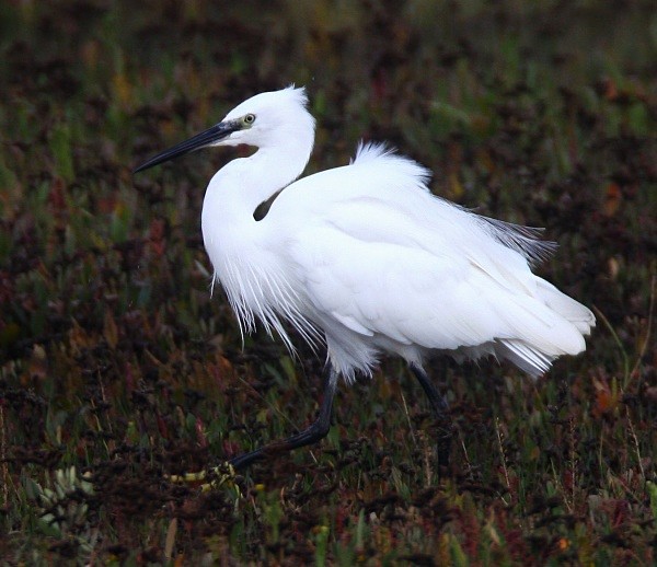Little Egret - Herons, Egrets, Rails & Divers