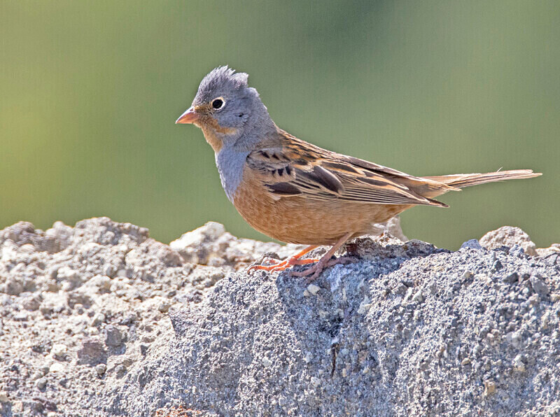 Cretzschmar's Bunting. - Lesvos April/May 2023