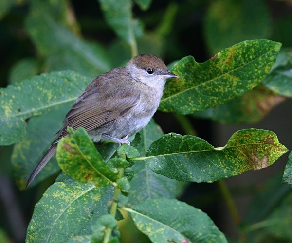 Blackcap - Warblers