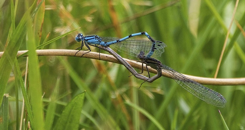 Common Blue Damselflies - Dragonflies and Damselflies