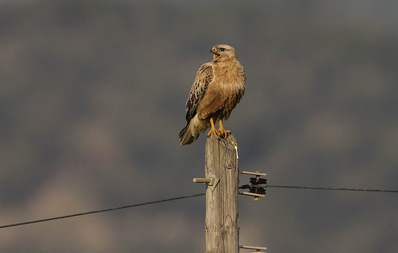 Long Legged Buzzard - Lesvos 2015