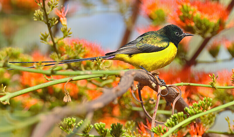 Pygmy Sunbird - The Gambia Januarry 2026