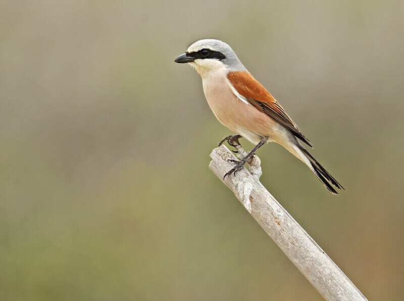 Red Backed Shrike - Lesvos 2025