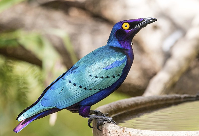 Purple Glossy Starling. - The Gambia 2018