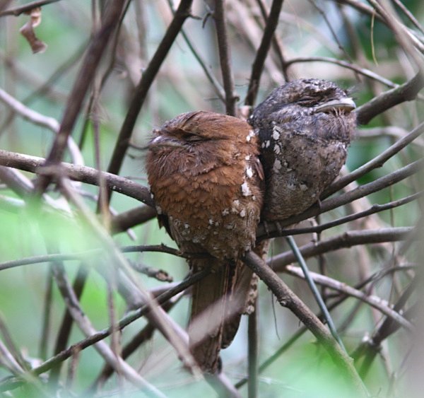 Sri Lankan Frogmouth - Indian Birds