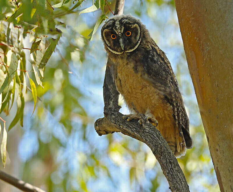 Long Eared Owlet - Lesvos 2025