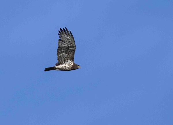 Short Toed Eagle - Extremadura, Spain