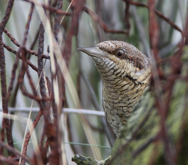 Wryneck - Woodpeckers & Wrynecks