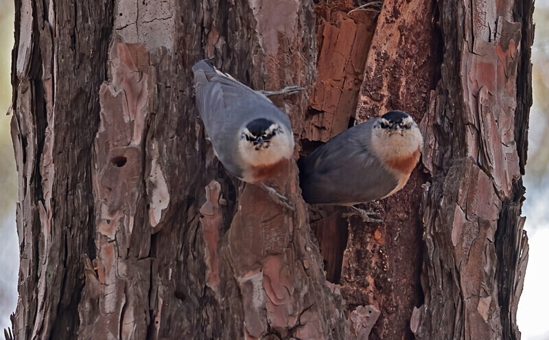Kruper's Nuthatch - Lesvos 2025