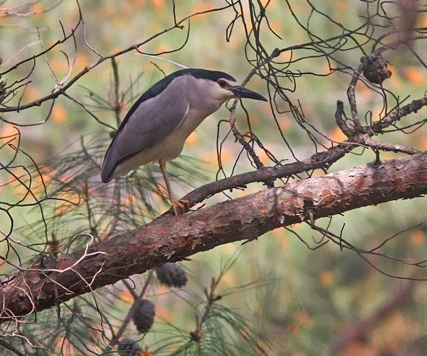 Night Heron - Lesvos 2011
