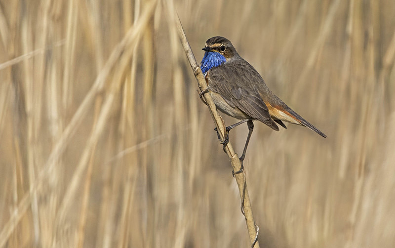 Male Bluethroat - Netherlands 2016