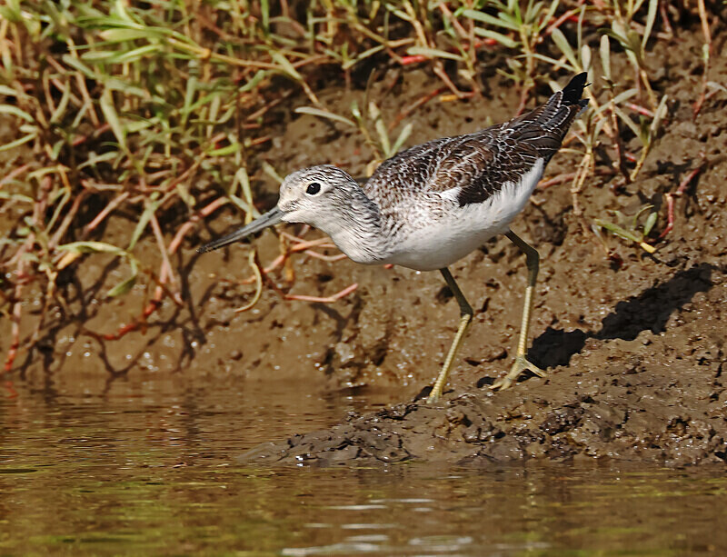 Greenshank - The Gambia Januarry 2026