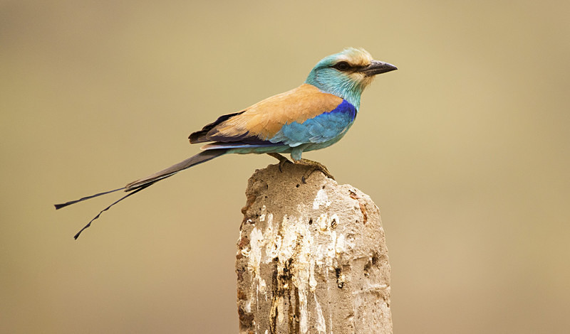 Abyssinian Roller. - The Gambia 2018