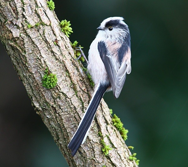 Long Tailed Tit - Middlewood Nature Reserve