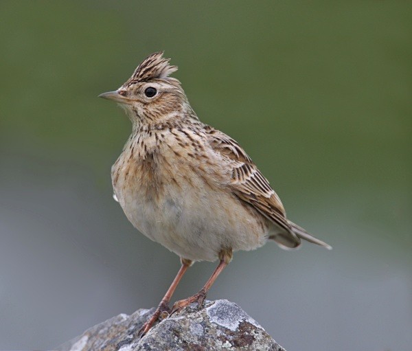 Skylark - Pipits & Larks