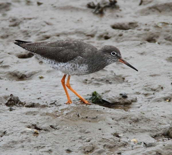 Redshank - Waders and Plovers