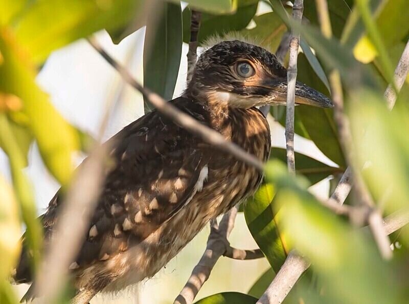White Backed Night Heron - The Gambia Nov/Dec 2023