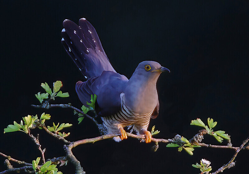 Male Cuckoo - Cuckoos