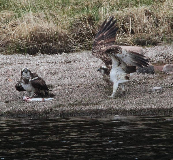 Ospreys - Owls, Raptors, Corvids & Doves