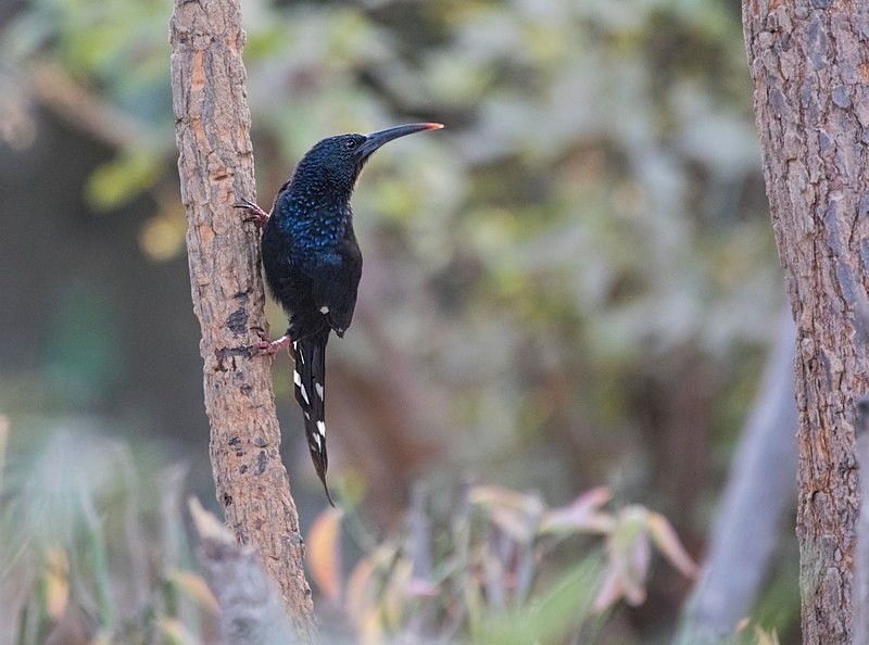 Green Wood Hoopoe. - The Gambia 2018