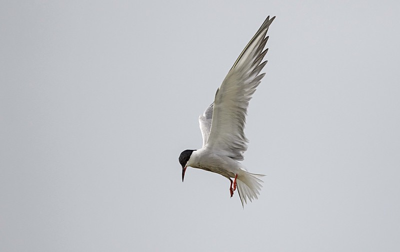 Common Tern - Lesvos 2015