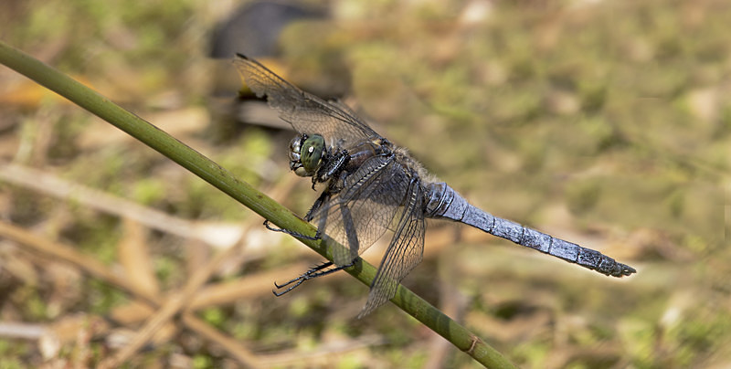 Black Tailed Skimmer - Dragonflies and Damselflies