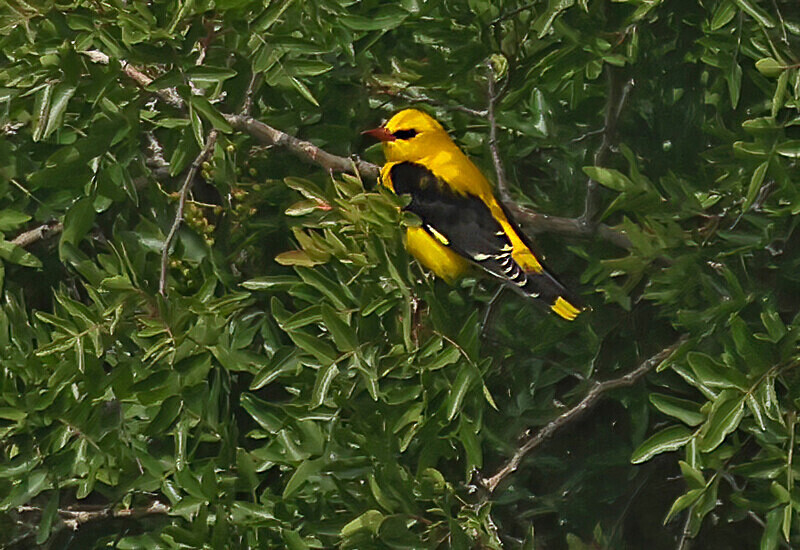 Golden Oriole - Lesvos 2025