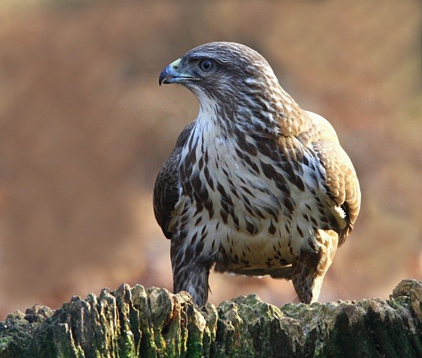 Common Buzzard - Owls, Raptors, Corvids & Doves