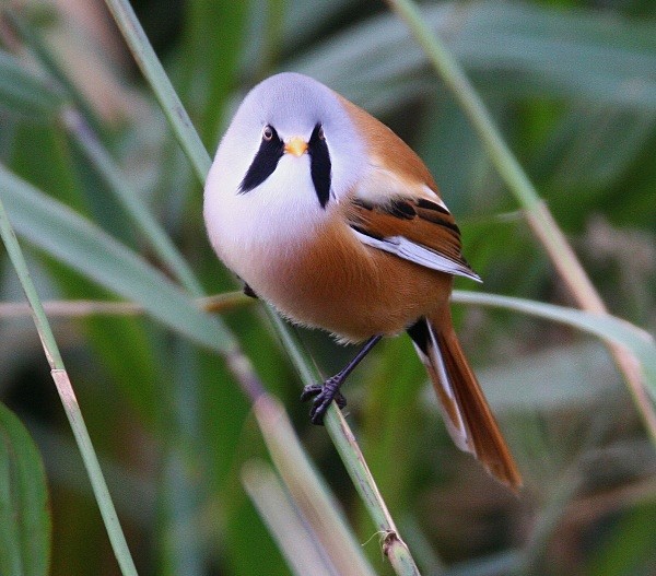 Bearded Tit - Bearded Tit