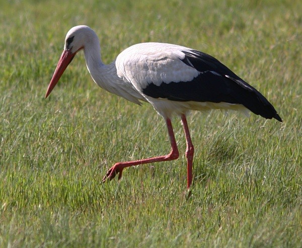 White Stork - Lesvos 2011