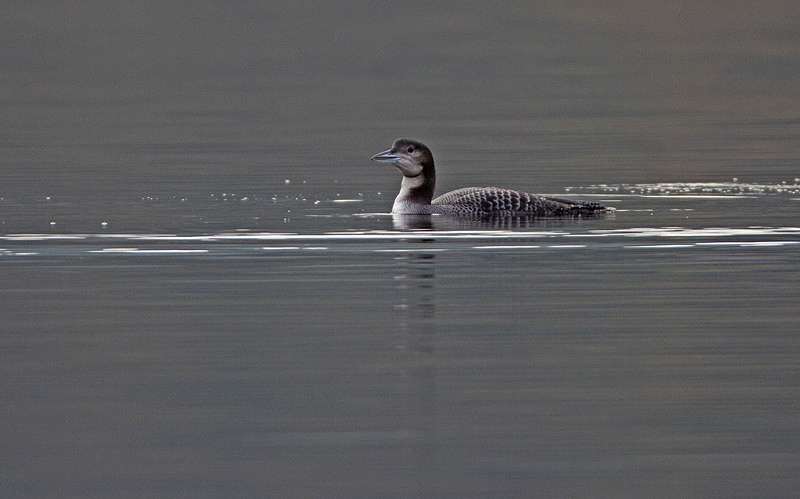Great Northern Diver. - Herons, Egrets, Rails & Divers