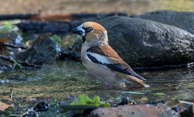 Hawfinch - Bulgaria and Romania 2019