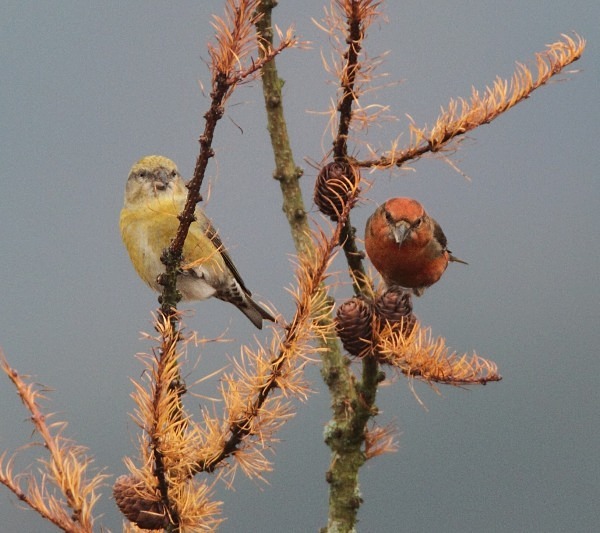 Crossbill M + F - Crossbills