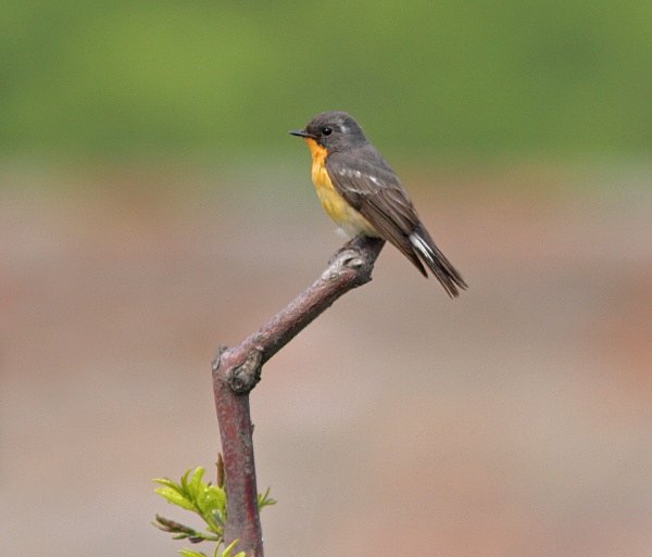 Taiga Flycatcher - China Birds
