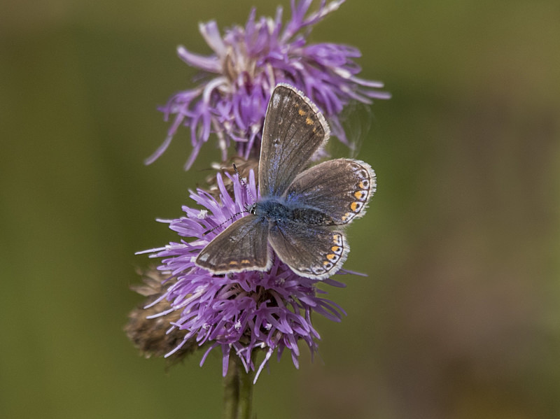 Common Blue - Butterflies