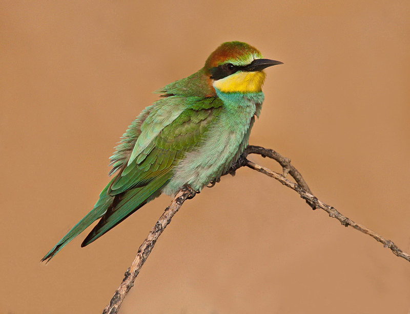 European Bee Eater - Selection Box