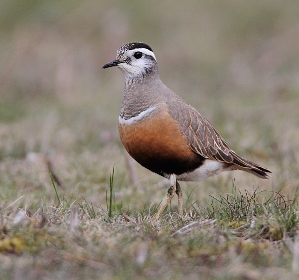 Dotterel - Waders and Plovers