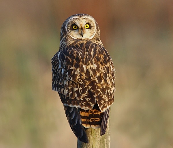 Short Eared Owl