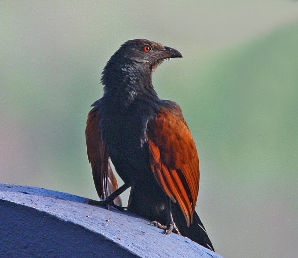 Greater Coucal - Indian Birds