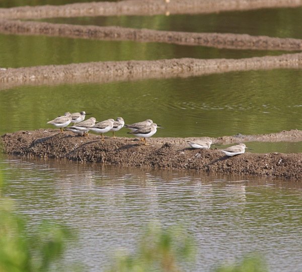 Terek Sandpipers - Indian Birds