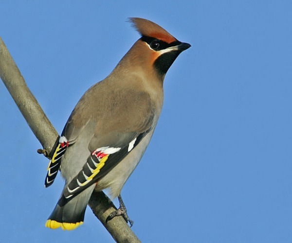 Waxwing - Cuckoos, Shrikes & Waxwings