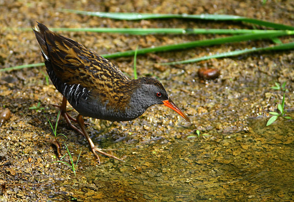 Water Rail - Herons, Egrets, Rails & Divers