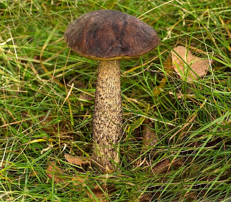 Brown Birch Bolete - Boletes