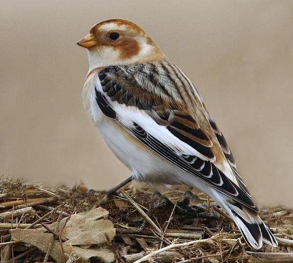 Snow Bunting - Buntings